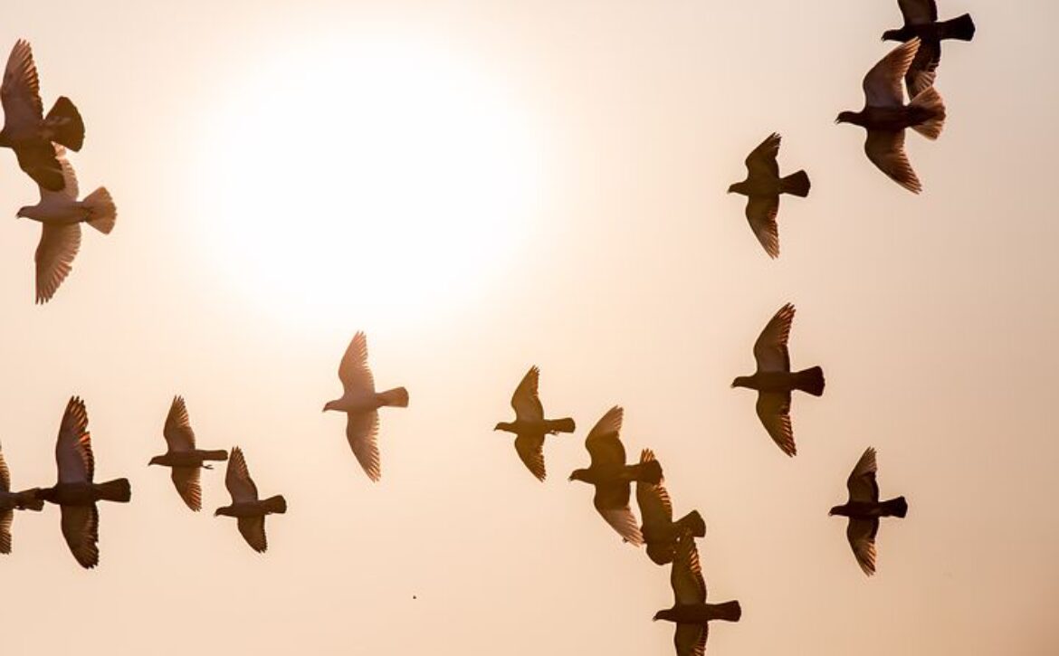 doves-1770573__480