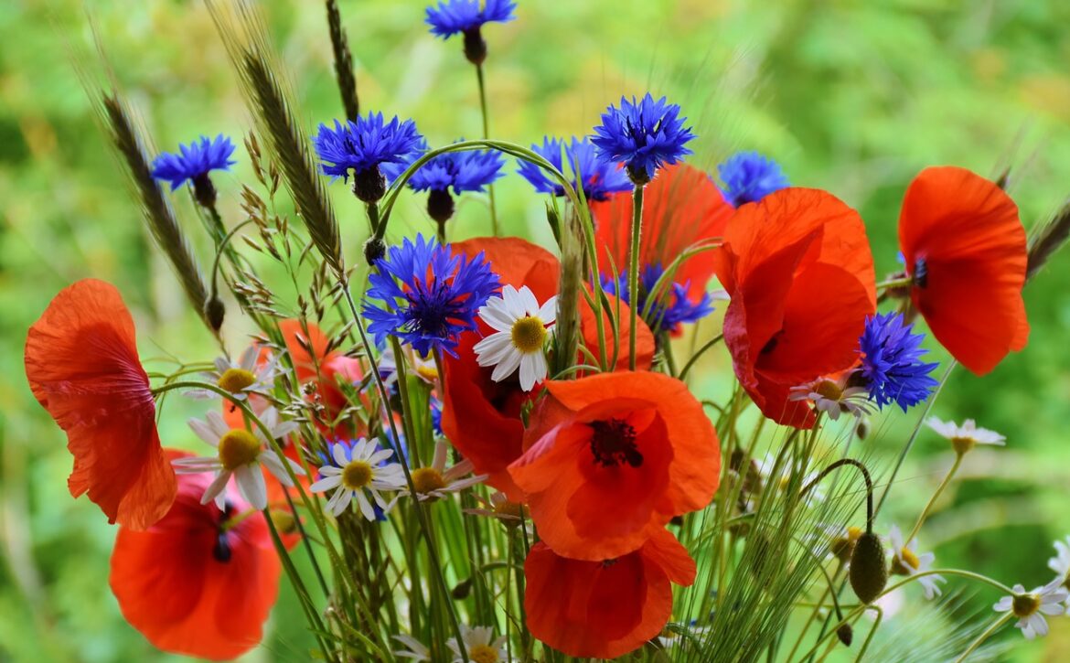 poppy-1431174_1280