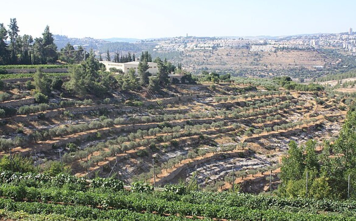 Cremisan_valley_olives