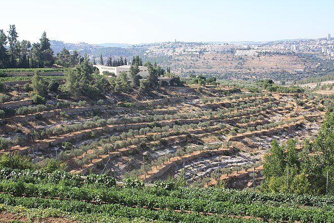 Cremisan_valley_olives
